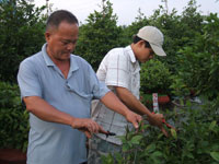 Bonsai, cay canh nghe thuat, cây cảnh nghệ thuật, cay the, cây thế, triển lãm bonsai, trien lam bonsai, triển lãm cây thế, trien lam cay the